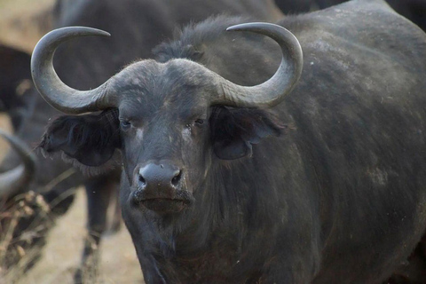 Lake Nakuru & Naivasha National Park Wildlife Highlights