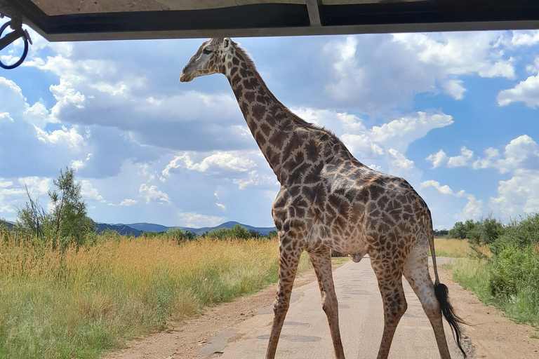 Johannesburgo: Excursión de 3 horas al Parque Nacional de Pilanesberg