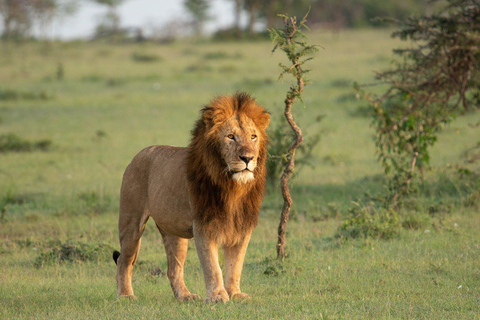 Kenya: Safari di medio raggio di 8 giorni - All Inclusive