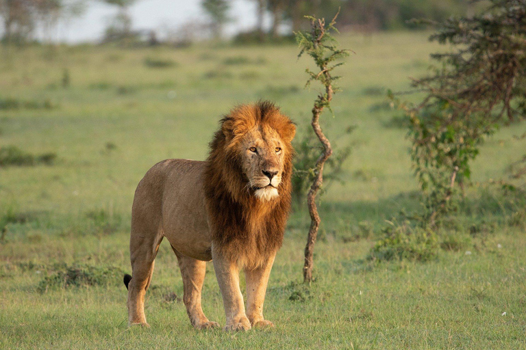 Kenya: 8-Day Mid-Range Safari - All Inclusive