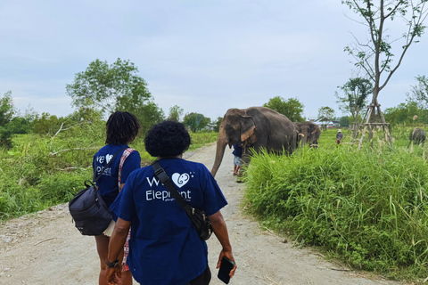 Bangkok: rondleiding olifantenreservaat met hoteltransfersTrefpunt: Olifantenreservaat Bangkok