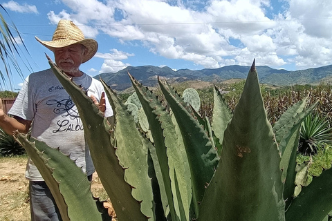 From Puerto Escondido: Gataway to Oaxaca in one day.