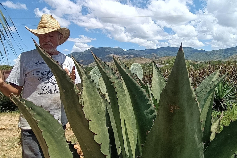 Från Puerto Escondido: Gataway till Oaxaca på en dag.