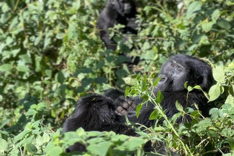 Uganda: 4-dniowy trekking z podwójnym gorylem górskim