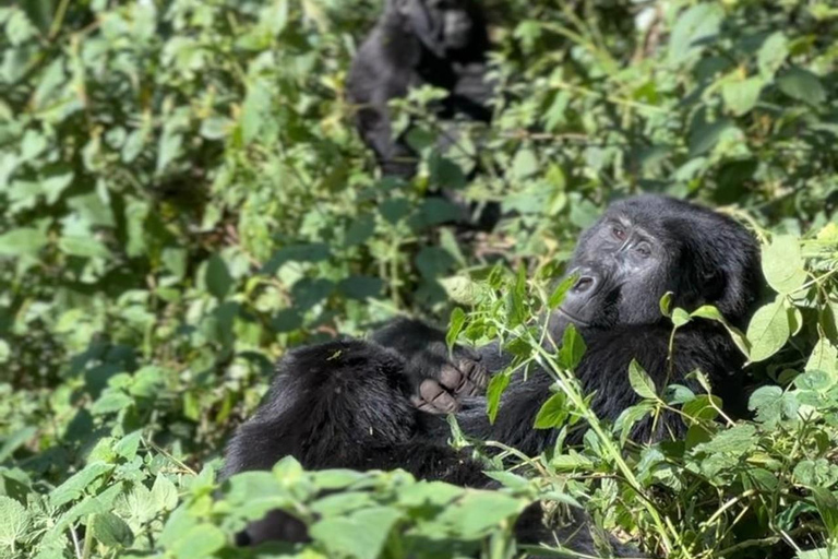 Uganda: 4 giorni di doppio trekking con i gorilla di montagna