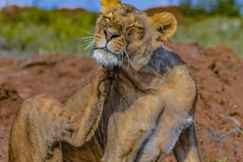 Nairobi: passeio de meio dia no Parque NacionalNairobi: tour privado de meio dia no Parque Nacional