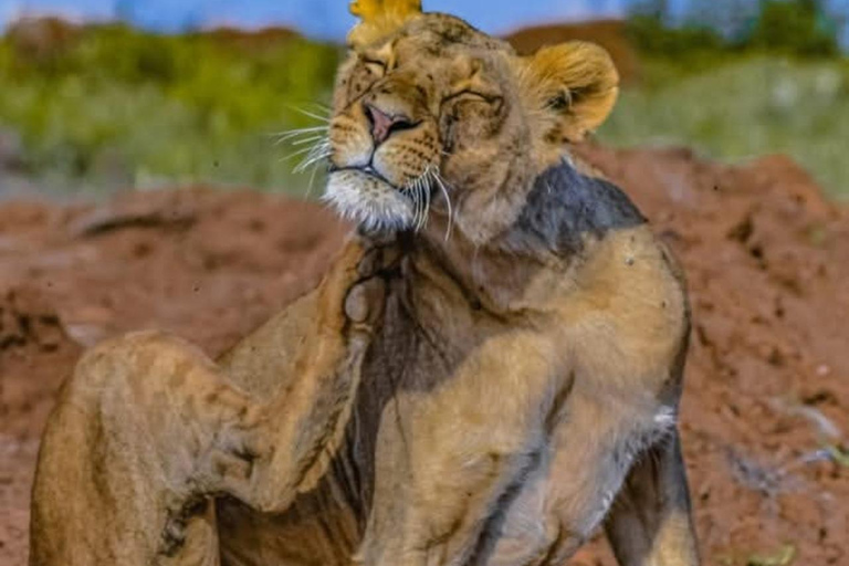 Nairobi: passeio de meio dia no Parque NacionalNairobi: tour privado de meio dia no Parque Nacional