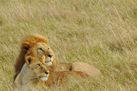 Nairobi: National Park, Karen Blixen & Kazuri Beads Factory