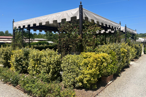 Florence: Pisa, Siena, & San Gimignano Day Trip with Lunch VIP SMALL GROUP