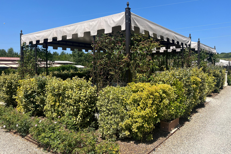 Florence: Pisa, Siena, & San Gimignano Day Trip with Lunch VIP SMALL GROUP