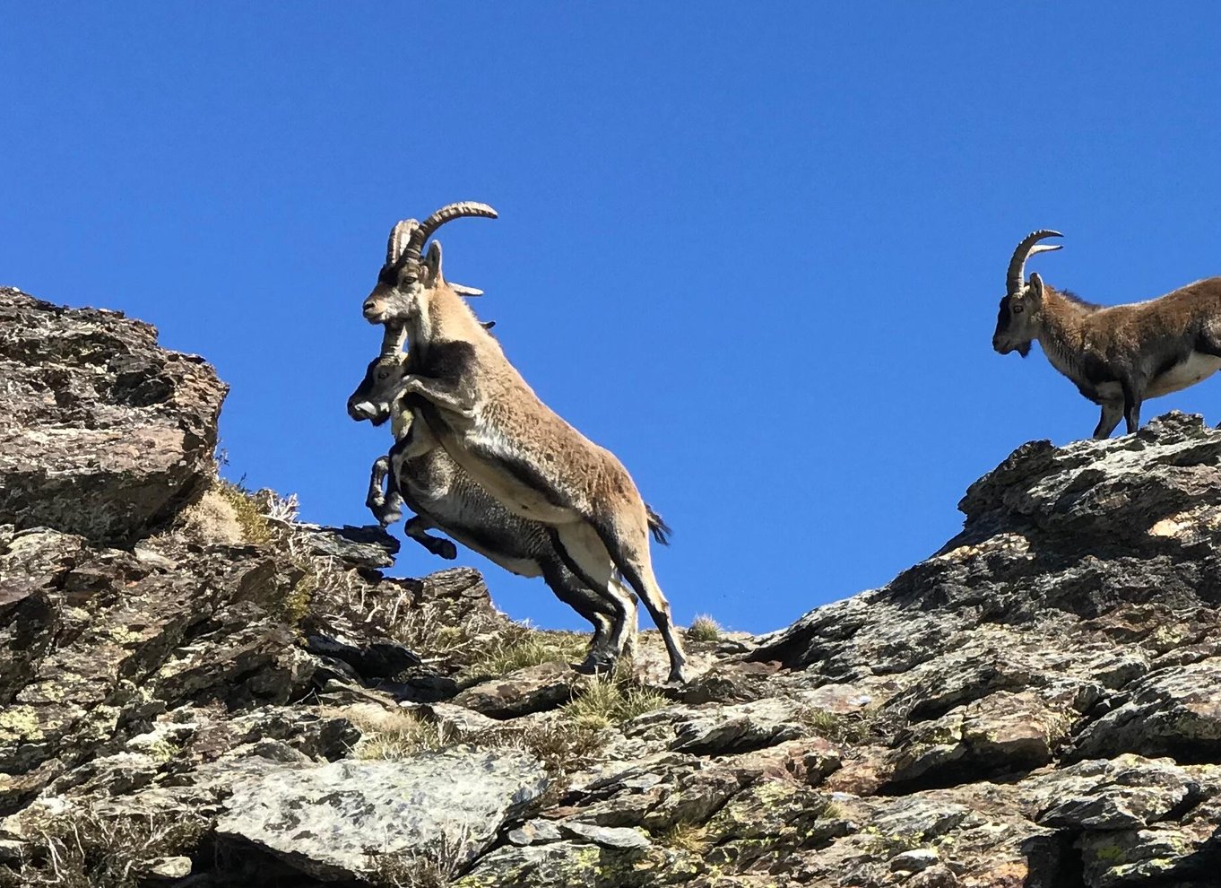 Fra Granada: Sierra Nevada guidet 4x4 tur til 2500 meter