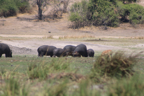 Chobe förlängd dagsutflykt