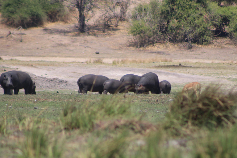 Viagem de 1 dia prolongado ao Chobe