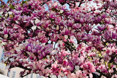 Vienna: Admont Abbey - Library and Hallstatt Day Guided Trip