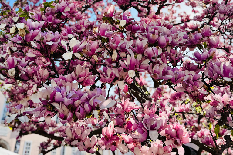 Vienna: Admont Abbey - Library and Hallstatt Day Guided Trip