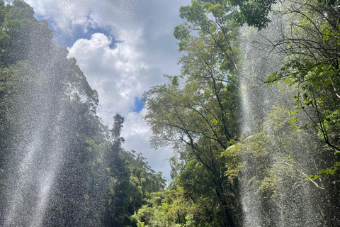 Gold Coast: Springbrook Waterfalls Private Tour