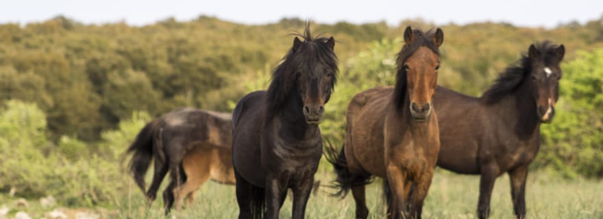 Randonnée dans la Giara