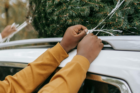 Las Vegas: l&#039;avventura di tagliare il tuo albero di NataleLas Vegas: diga di Hoover, città fantasma del West e cliff jumping