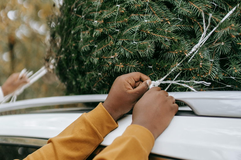 Las Vegas: l&#039;avventura di tagliare il tuo albero di NataleLas Vegas: diga di Hoover, città fantasma del West e cliff jumping