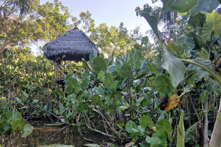3-Day Amazon Expedition: Jungle, River & Wildlife Tour