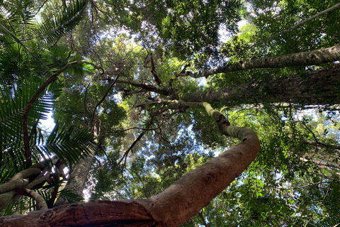 Glass House Mountains & Rainforest Day Tour from Brisbane