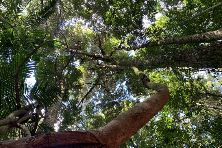 Glass House Mountains & Rainforest Day Tour from Brisbane