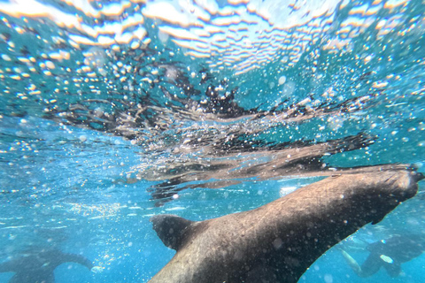 Tour de um dia em iate particular em Galápagos Pinzoniate particular