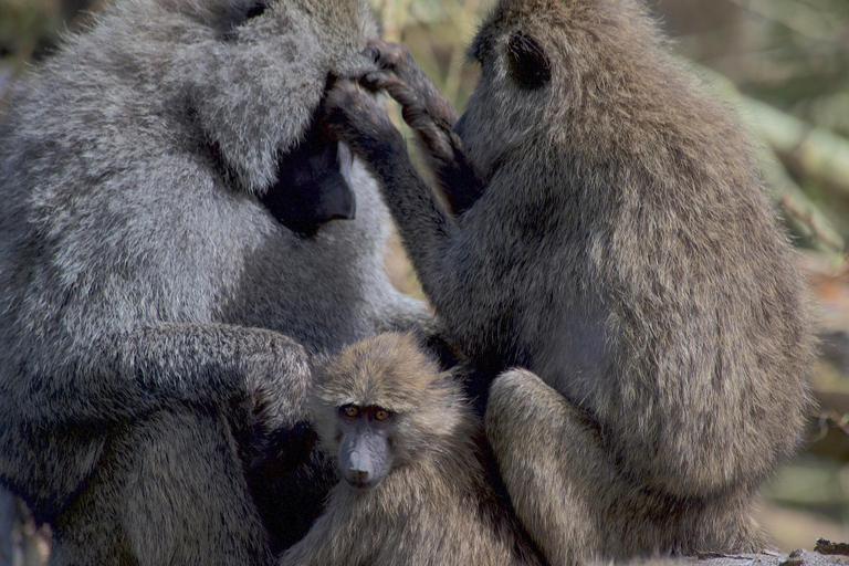 Arusha National Park: Day Trip with Walking Safari & Canoe Shared Day Trip Transfer & Game Drive (Fees Excluded)