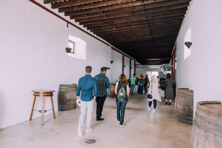 Lanzarote : visite des vignobles au coucher du soleil avec dégustation de vins et de chocolats