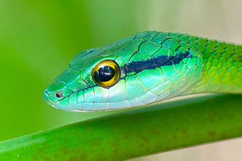 Parc Manuel Antonio : Visite guidée à pied avec un naturalisteVisite privée