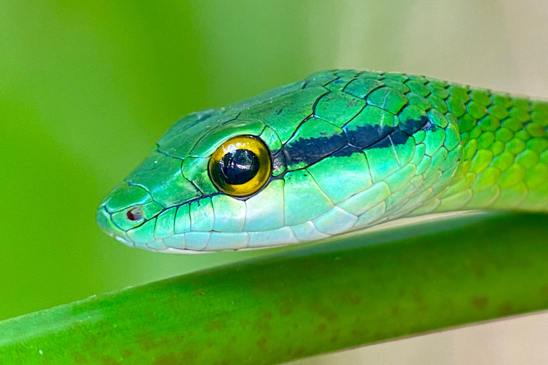 Manuel Antonio Park: Geführter Rundgang mit einem NaturalistenPrivate Tour