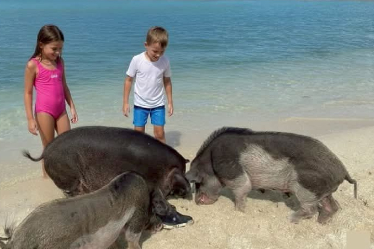 Koh Samui: Viewpoint, Elephant, Pig Island & Snorkel + Lunch Viewpoint, Elephant, Snorkeling, Pig Island+Lunch