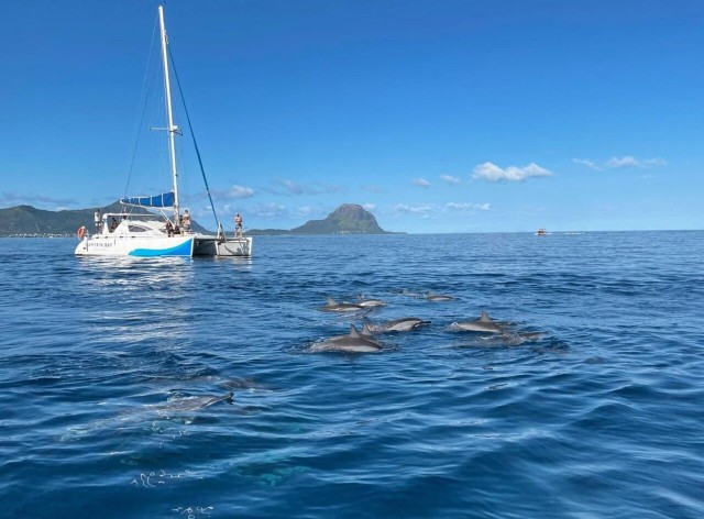 Visit Dive into the Ultimate Dolphin Experience in Mauritius in Fiji