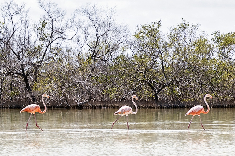 Holbox: Guided Kayaking Through Holbox's Mangroves