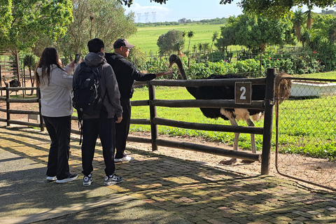 Cape Town: Ostrich Ranch Safari with Hotel Transfer