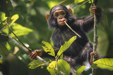 3-Day Kibale National Park Chimpanzee Tour