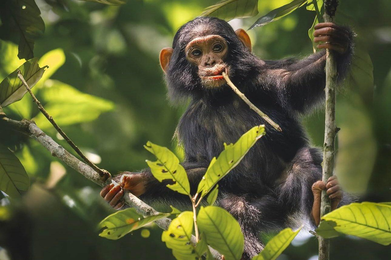 3-Day Kibale National Park Chimpanzee Tour