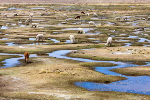 Ruta Chivay - Puno | Patapampa - humedales |