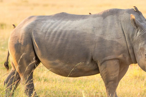 From Durban: Hluhluwe Game Reserve Full-Day Safari