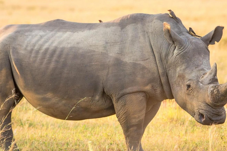 From Durban: Hluhluwe Game Reserve Full-Day Safari