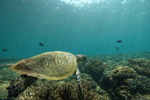 Bali : plongée avec tuba dans deux sites du Blue Lagoon, avec déjeuner et transportSnorkeling à deux sites dans le lagon bleu, rendez-vous au lieu de rendez-vous.