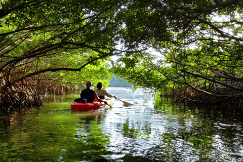 Mangrove Jungle exploration on SUP/Kayak