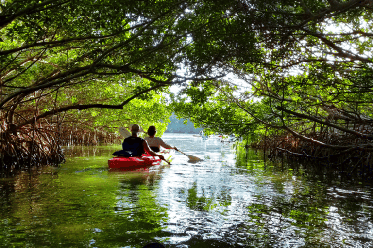 Mangrove Jungle exploration on SUP/Kayak