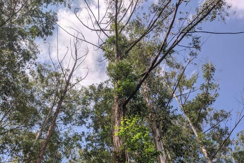 Malindi/Watamu: Guided tour to Arabuko Sokoke Rain Forest