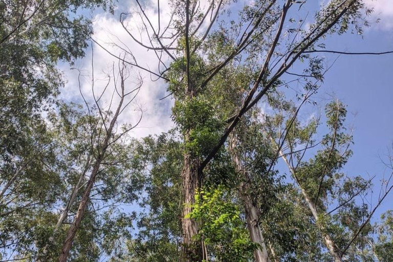 Malindi/Watamu: Guided tour to Arabuko Sokoke Rain Forest