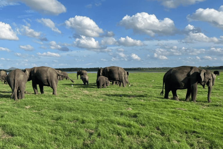 Minneriya National Park: Half-Day Evening Jeep Safari