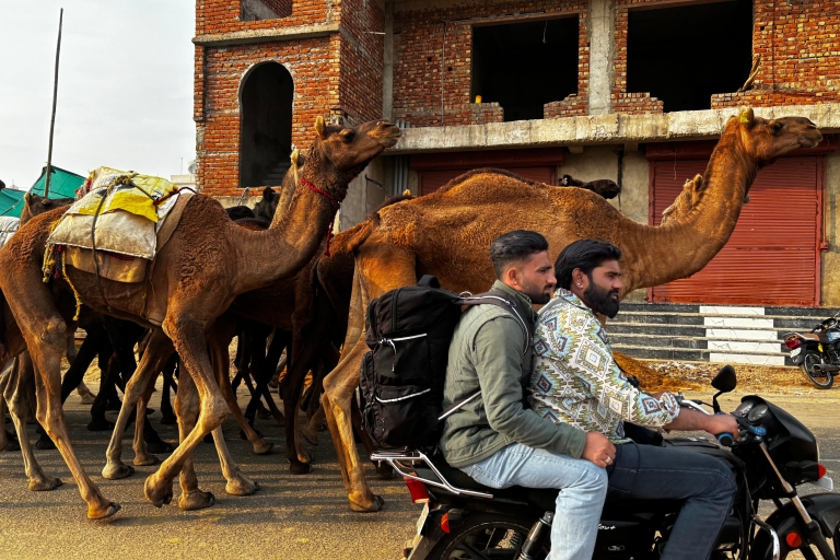 Golden Triangle Tour Pushkar & Jodhpur samochodem 7 nocy 8 dniAll Inclusive + 5-gwiazdkowe zakwaterowanie