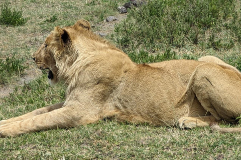 Ab Arusha: 6-tägige Safari nach Tarangire, Serengeti und ...