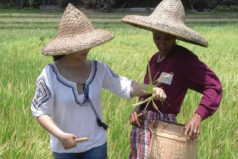 بوراكاي: جولة إرشادية في متحف موتاغ ليفينج