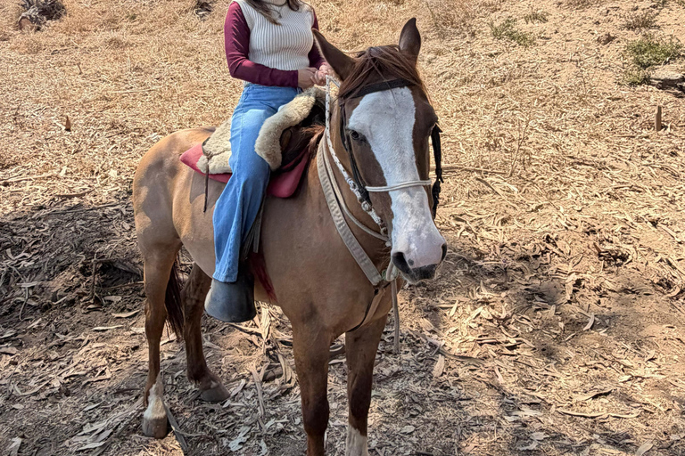 From Santiago: Papudo Lobos Island Boat & Horseback Ride
